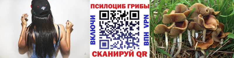 Галлюциногенные грибы Psilocybe  Купить  Солнечногорск 